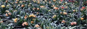 Peach Clivia growing area
