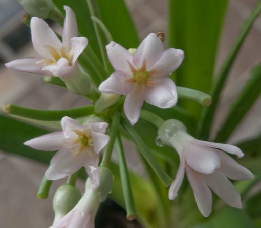 Cryptostephanus vansonii