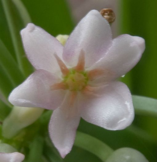 Cryptostephanus vansonii - Image 2