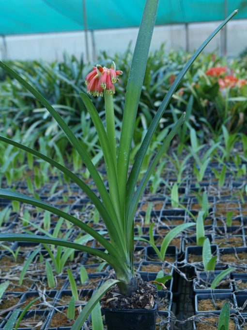 SH83 Clivia nobilis - Image 2