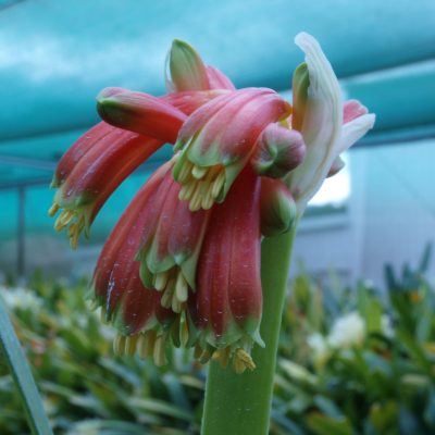 SH83 Clivia nobilis