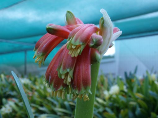SH83 Clivia nobilis