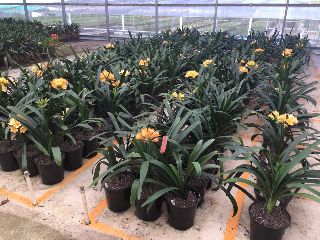 Peach Clivia 250mm Nick's Clivias