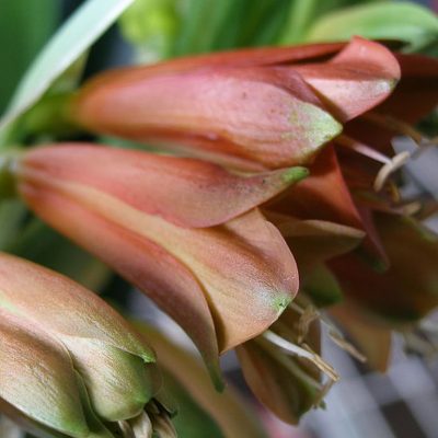 SH1004 Nick's 'Night Mares'  Green tipped bronze interspecific