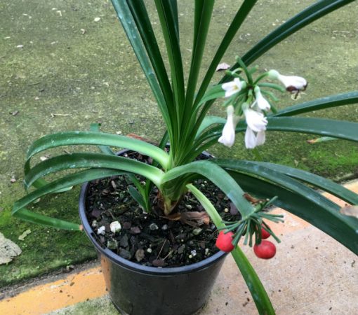 Cryptostephanus vansonii Mature Plant