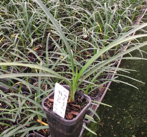 Cryptostephanus vansonii Seedlings