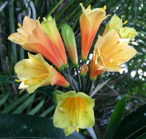 SH1006 Nick's "Fireworks" A dazzling Clivia Interspecific with hot yellows and oranges - Image 3