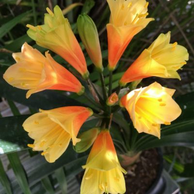SH1006 Nick's "Fireworks" A dazzling Clivia Interspecific with hot yellows and oranges
