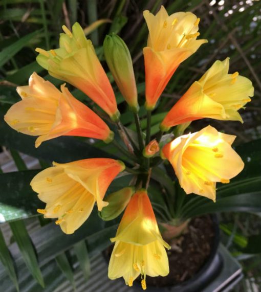 SH1006 Nick's "Fireworks" A dazzling Clivia Interspecific with hot yellows and oranges
