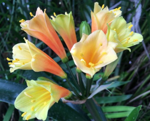 SH1006 Nick's "Fireworks" A dazzling Clivia Interspecific with hot yellows and oranges - Image 2