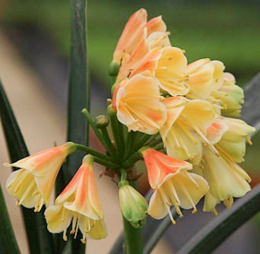 SH10 'Petit Moulin' A special Clivia Interspecific with almost miniature flowers having green tips fading to yellow - Image 4