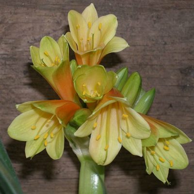 SH1005 Nick's 'Shepherd's Crook'  Clivia Interspecific