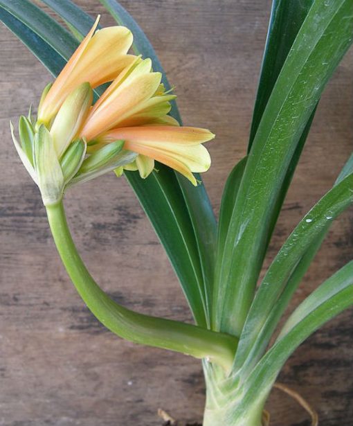 SH1005 Nick's 'Shepherd's Crook'  Clivia Interspecific - Image 2