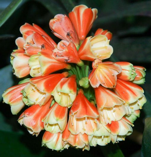 SH10 'Petit Moulin' A special Clivia Interspecific with almost miniature flowers having green tips fading to yellow - Image 3