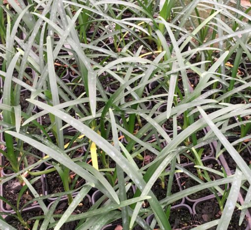 Cryptostephanus vansonii Seedlings - Image 2