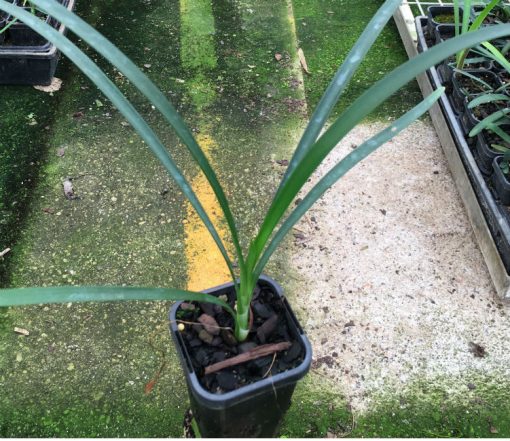 Cryptostephanus vansonii Seedlings - Image 3
