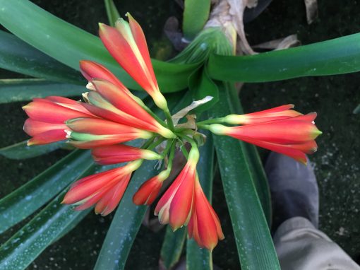 SH7 Nick's 'Devil's Fingers'  Clivia Interspecific with dark green tips and dark orange to near red sepals - Image 2