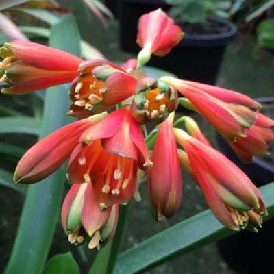 SH7 Nick's 'Devil's Fingers'  Clivia Interspecific with dark green tips and dark orange to near red sepals