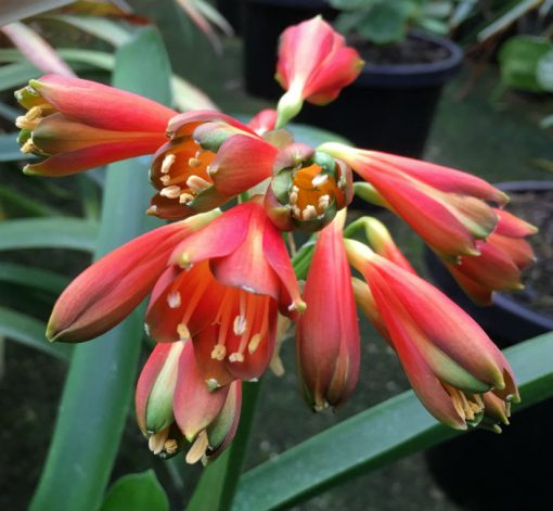 SH7 Nick's 'Devil's Fingers'  Clivia Interspecific with dark green tips and dark orange to near red sepals
