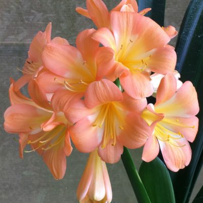 SH2 Pastel Peach Clivia miniata with broad re-curved sepals & large yellow throat flowers