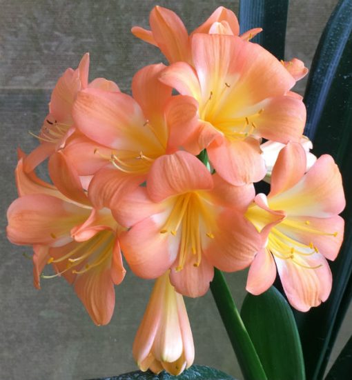 SH2 Pastel Peach Clivia miniata with broad re-curved sepals & large yellow throat flowers