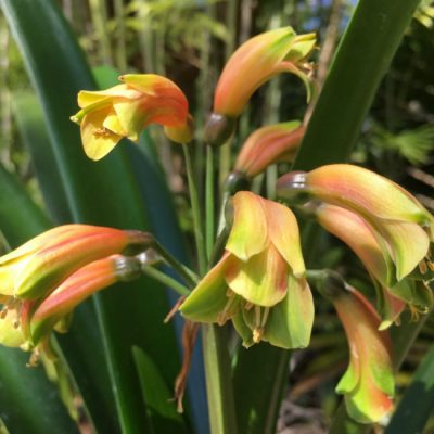SH12 Green bronze Clivia Interspecific with tubular shape and slightly flared sepals