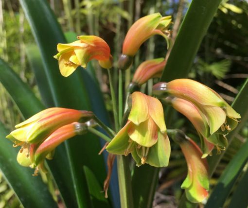 SH12 Green bronze Clivia Interspecific with tubular shape and slightly flared sepals