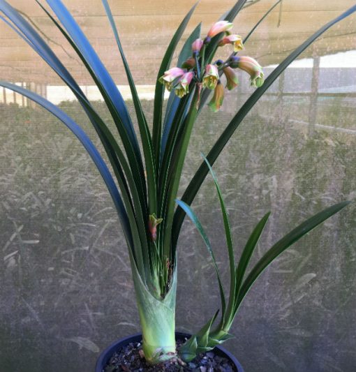 SH12 Green bronze Clivia Interspecific with tubular shape and slightly flared sepals - Image 5