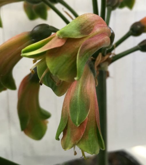 SH12 Green bronze Clivia Interspecific with tubular shape and slightly flared sepals - Image 4