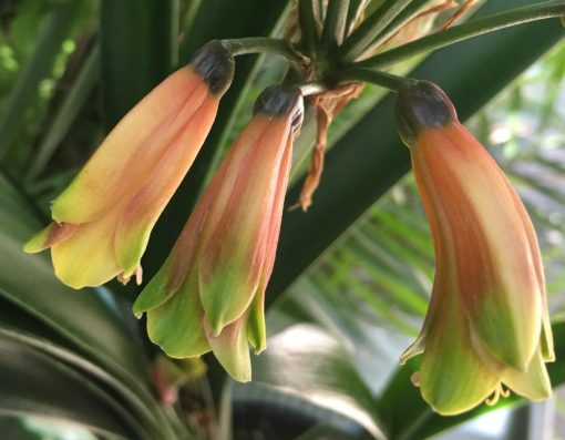 SH12 Green bronze Clivia Interspecific with tubular shape and slightly flared sepals - Image 3