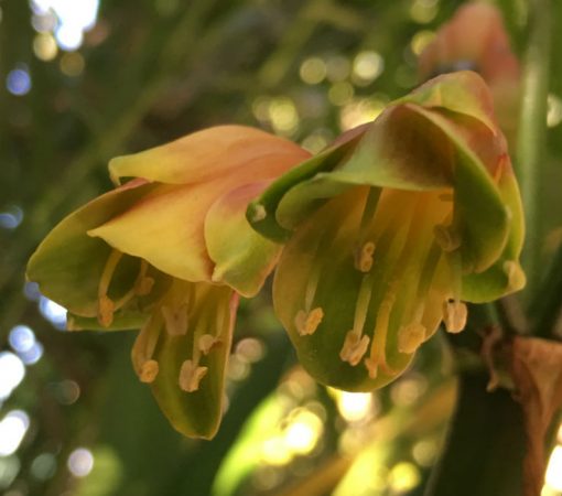 SH12 Green bronze Clivia Interspecific with tubular shape and slightly flared sepals - Image 2