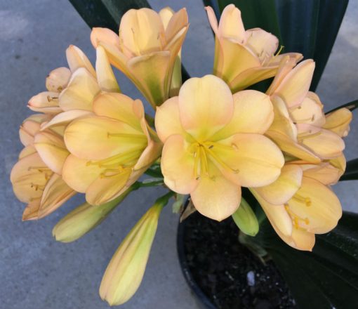 SH13 Light to medium Peach Clivia miniata with light green throat and hint of pink - Image 2