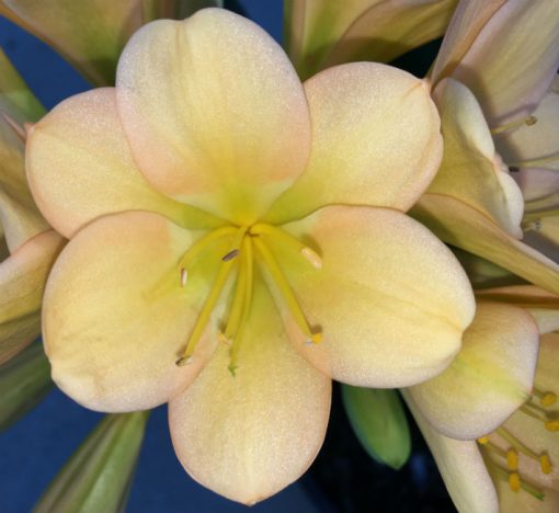 SH13 Light to medium Peach Clivia miniata with light green throat and hint of pink - Image 3
