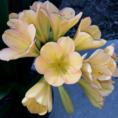 SH13 Light to medium Peach Clivia miniata with light green throat and hint of pink