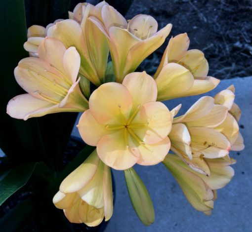 SH13 Light to medium Peach Clivia miniata with light green throat and hint of pink