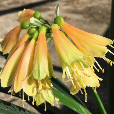 SH15 From the 'Cream Fingers' range.  A very light cream Clivia Interspecific fading to bronze caramel tones
