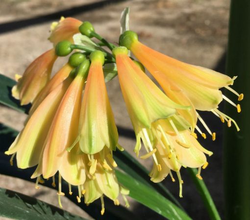 SH15 From the 'Cream Fingers' range.  A very light cream Clivia Interspecific fading to bronze caramel tones