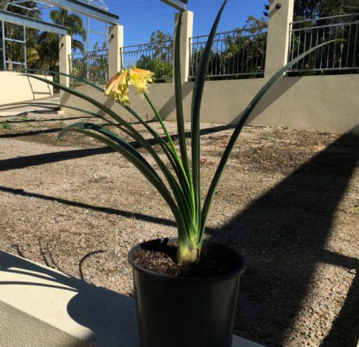 SH15 From the 'Cream Fingers' range.  A very light cream Clivia Interspecific fading to bronze caramel tones - Image 2