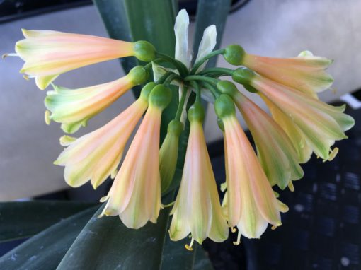 SH15 From the 'Cream Fingers' range.  A very light cream Clivia Interspecific fading to bronze caramel tones - Image 3