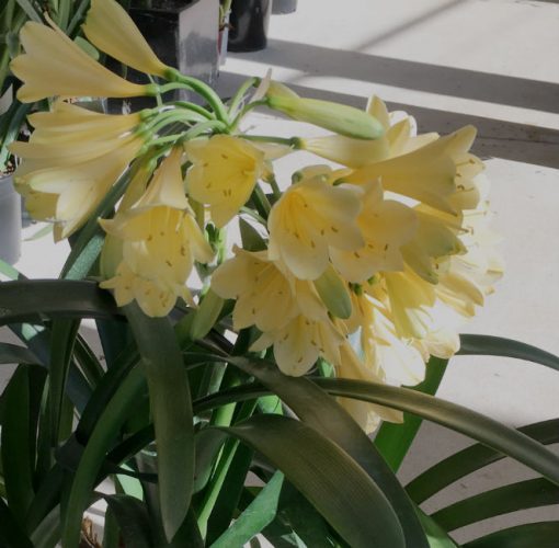 SH16 Yellow Clivia miniata - Image 5