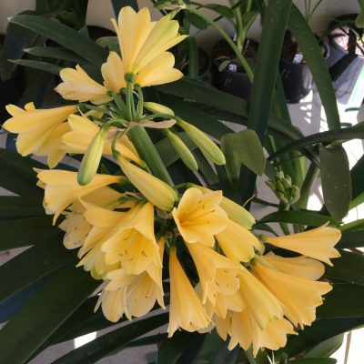 SH16 Yellow Clivia miniata
