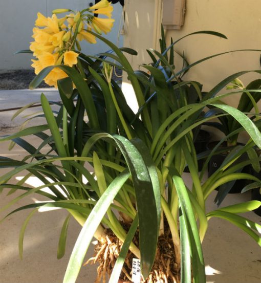 SH16 Yellow Clivia miniata - Image 4