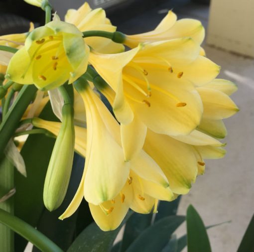 SH16 Yellow Clivia miniata - Image 3