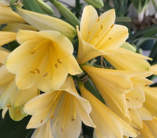 SH16 Yellow Clivia miniata - Image 2