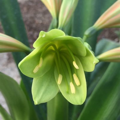 SH11 'Bronzed Green Girl' A superb rare Clivia Interspecific