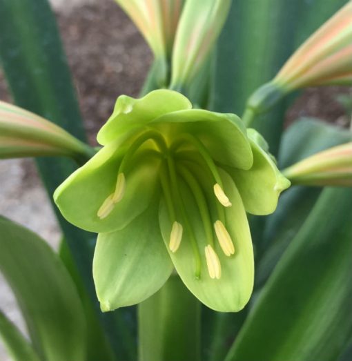 SH11 'Bronzed Green Girl' A superb rare Clivia Interspecific
