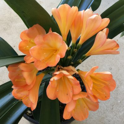 SH17  Mid to dark peach Clivia miniata
