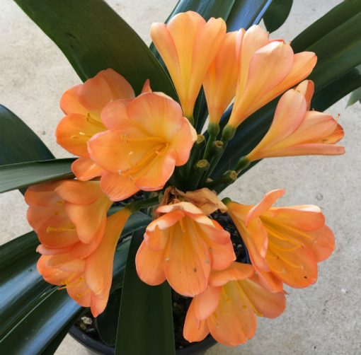 SH17  Mid to dark peach Clivia miniata