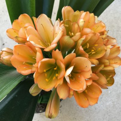 SH18 Mid to Dark peach Clivia miniata with green throat