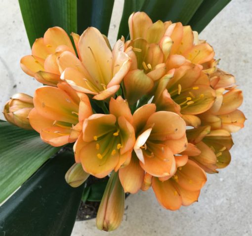 SH18 Mid to Dark peach Clivia miniata with green throat